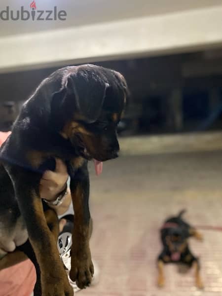 Female puppy Rottweiler جرو بنت روت - 2