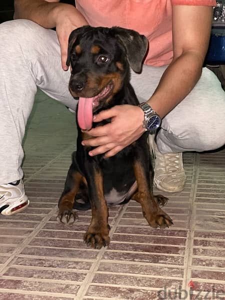 Female puppy Rottweiler جرو بنت روت - 3