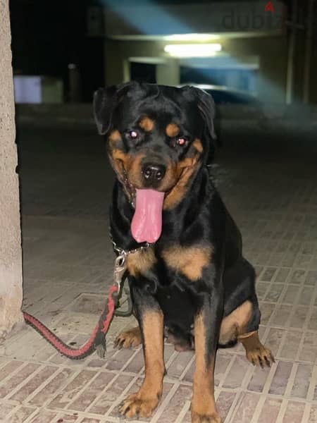 Female puppy Rottweiler جرو بنت روت - 4