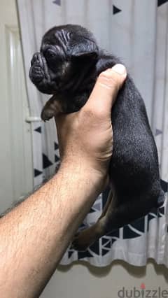 Best french bulldog in egypt