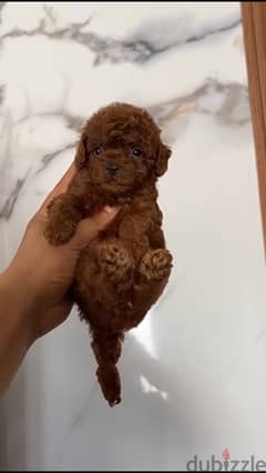 toy poodle