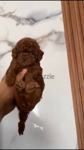 toy poodle 1