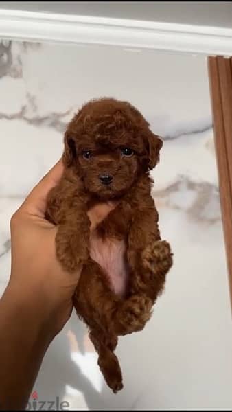 toy poodle 3