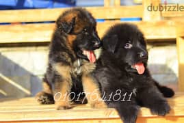 جراء بلاك اند تان Royal blak and German Shepherd blak and tan 0