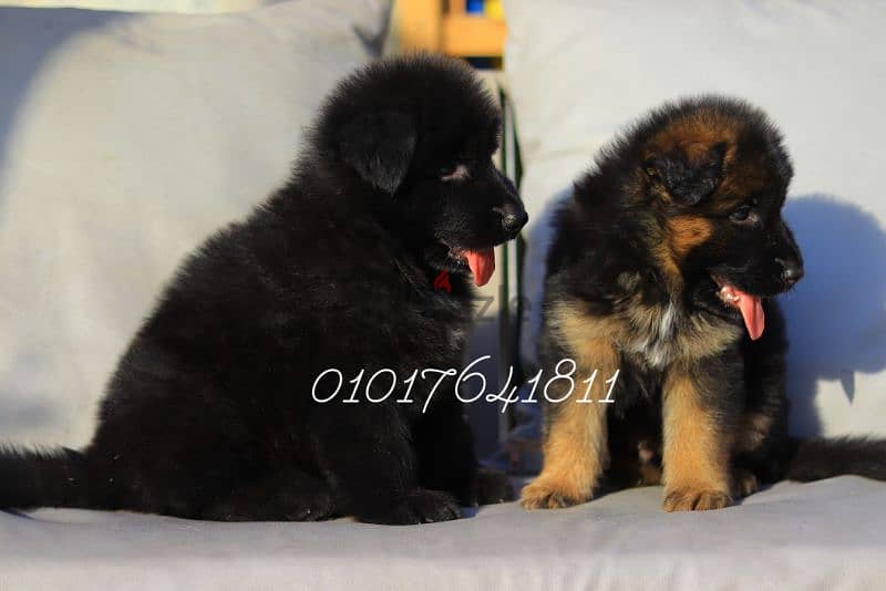 جراء بلاك اند تان Royal blak and German Shepherd blak and tan 1