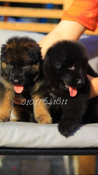 جراء بلاك اند تان Royal blak and German Shepherd blak and tan 2