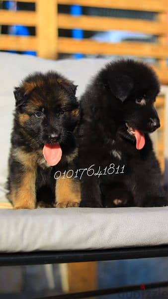 جراء بلاك اند تان Royal blak and German Shepherd blak and tan 3