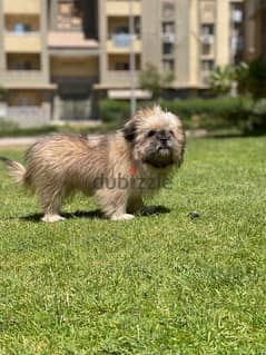 Havanese Dog