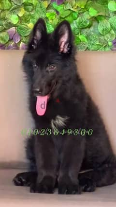 . كلاب . جرو رويال بلاك male royal Blak for sale