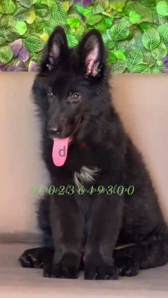 . كلاب . جرو رويال بلاك male royal Blak for sale 0