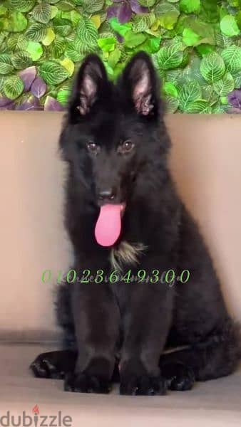 . كلاب . جرو رويال بلاك male royal Blak for sale 1