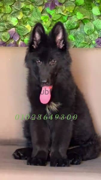 . كلاب . جرو رويال بلاك male royal Blak for sale 2