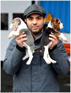 beagle puppies 2 months