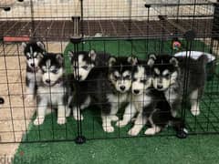 husky puppies