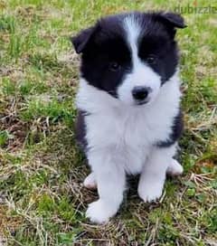 Border Collie Dog for Sale from Europe - with All Documents