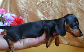 Dachshund Dog for Sale from Europe