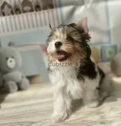 Biewer Terrier Dog for Sale - Top Quality