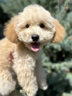 Miniature Poodle Dog for Sale - With All Documents