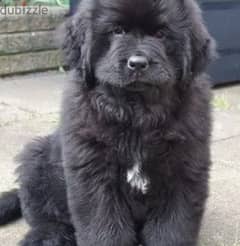 Newfoundland Dog for Sale from Europe