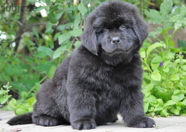 Newfoundland Dog for Sale from Europe 1