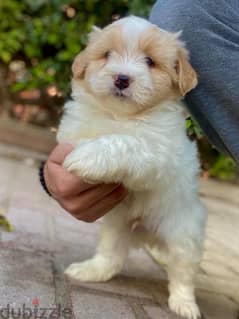 havanese هافنيز