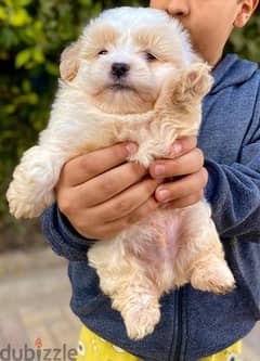 havanese pure هافنيز