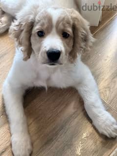 brittany spaniel puppy