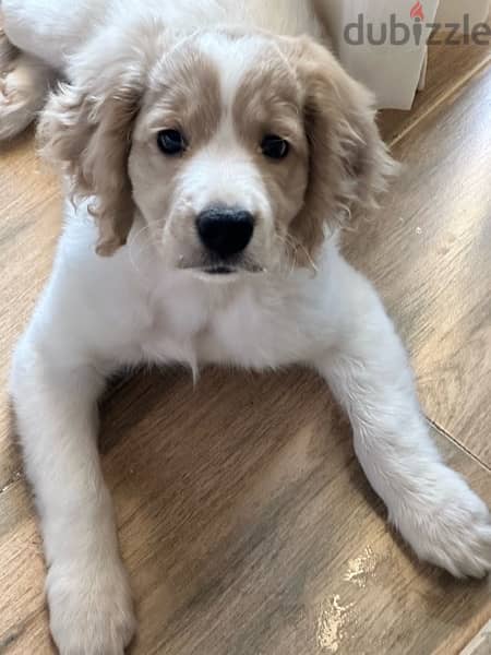 brittany spaniel puppy 0