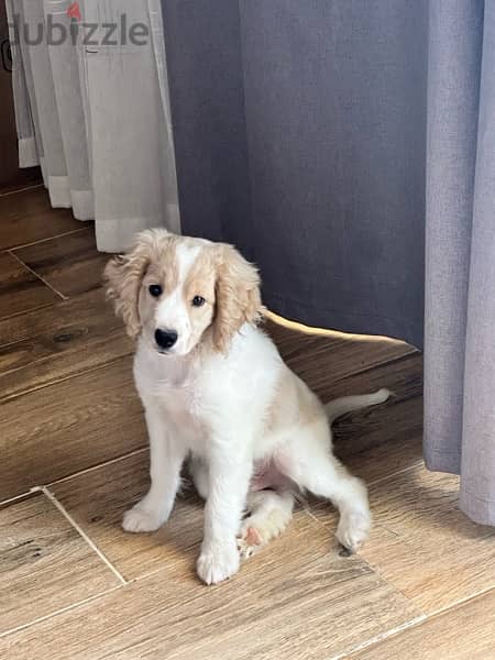 brittany spaniel puppy 1