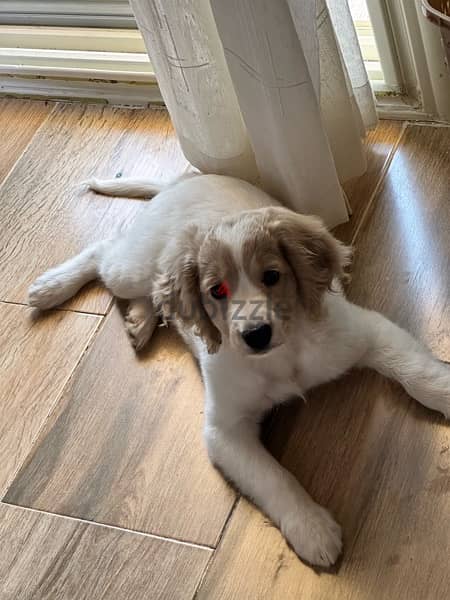 brittany spaniel puppy 2