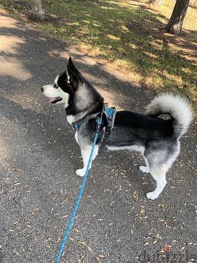 husky dogs