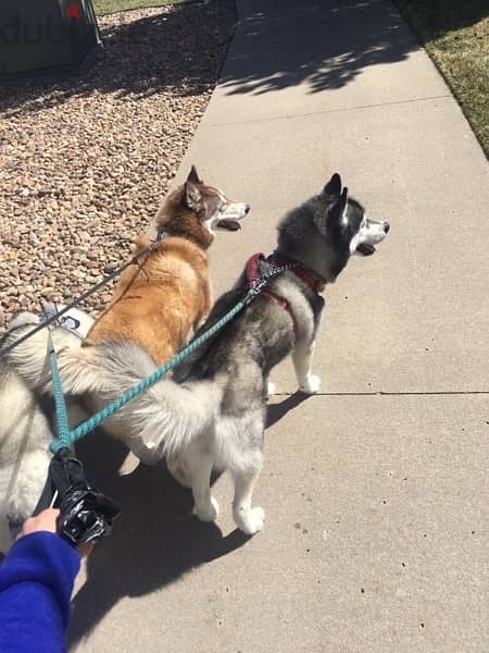 husky dogs 3