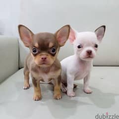 اصغر شيواوا شورت هير Chihuahua puppies short hair