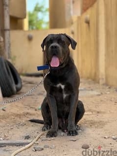 Cane Corso Dog for sale