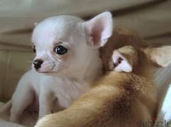 تيكب شيواوا بيور  Teacup chihuahua premium quality