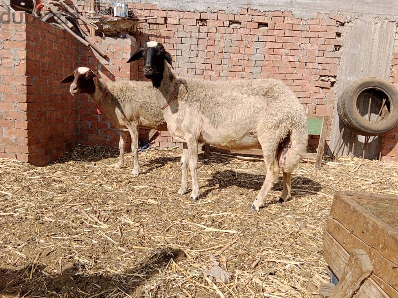 بدريتين لحم سوبر  عقيقة او نذر 9