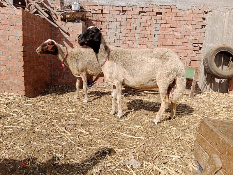 بدريتين لحم سوبر  عقيقة او نذر 12