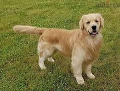 Golden retriever male