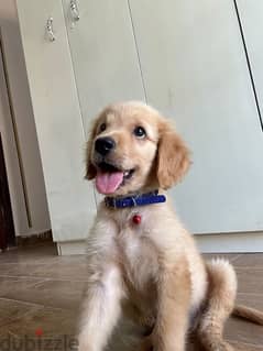 Golden retriever 3 months male