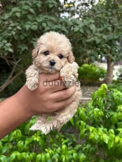 maltipoo