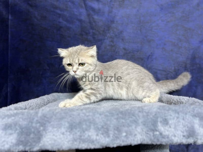 Scottish Fold Silver Tabby 1