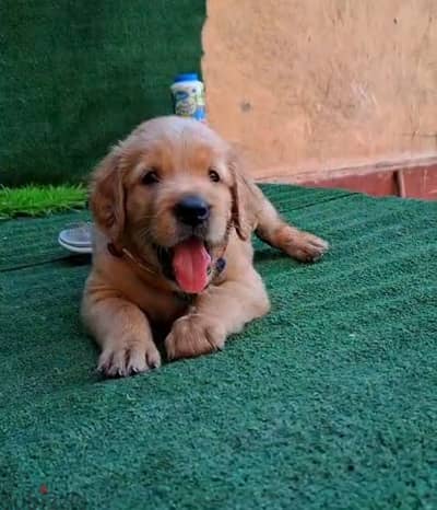 top quality of golden retriever puppies