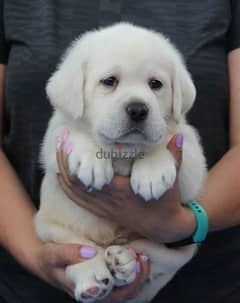 Labrador puppy girl from Russia