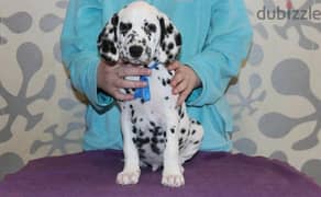 Dalmatian puppies From Russia Fci kennel males from Russia