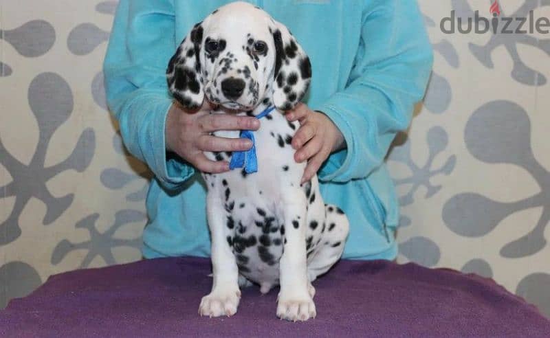 Dalmatian puppies From Russia Fci kennel males from Russia 0