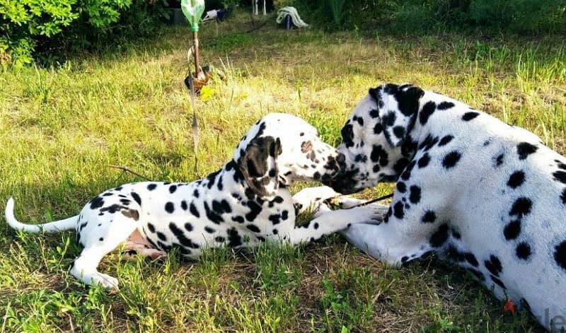 Dalmatian puppies From Russia Fci kennel males from Russia 1