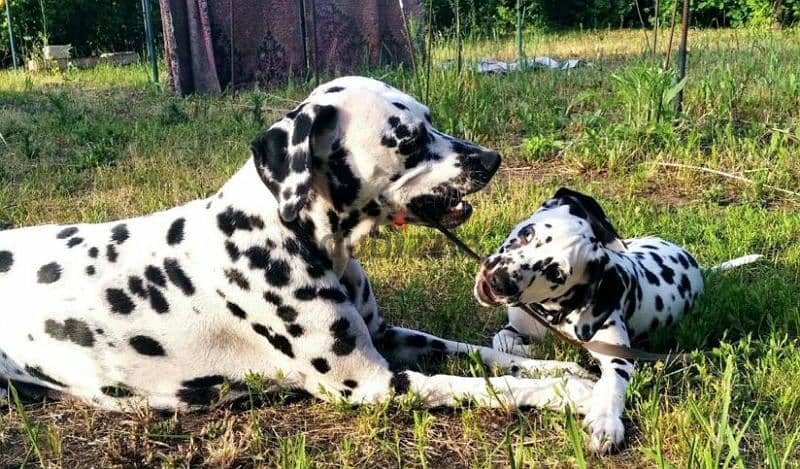 Dalmatian puppies From Russia Fci kennel males from Russia 4