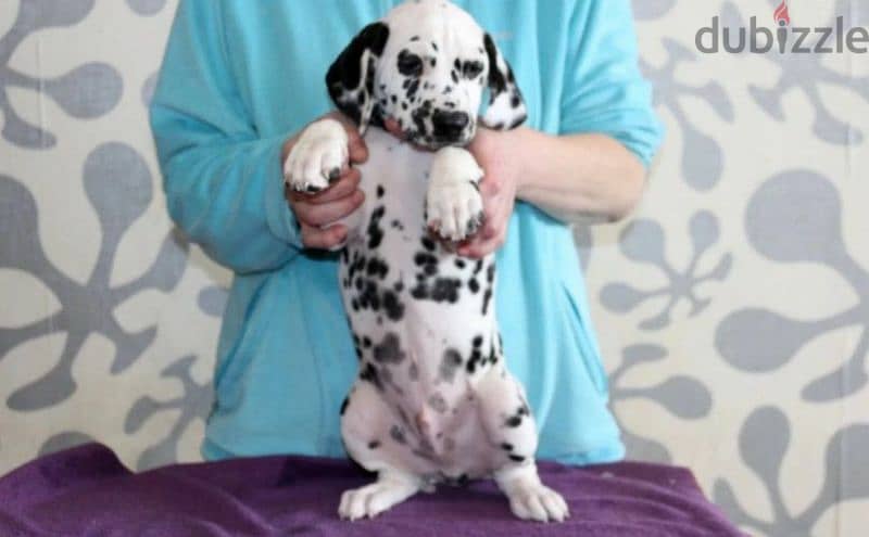 Dalmatian puppies From Russia Fci kennel males from Russia 5