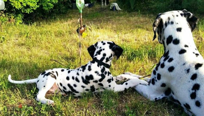 Dalmatian puppies From Russia Fci kennel males from Russia 6