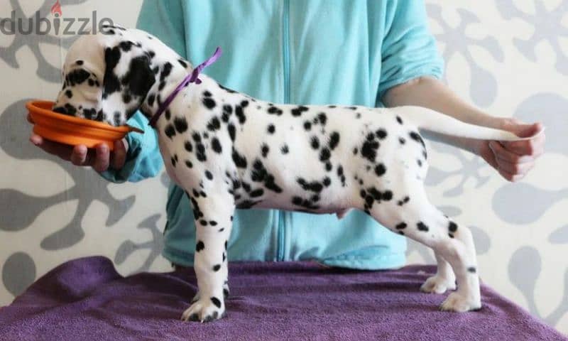 Dalmatian puppies From Russia Fci kennel males from Russia 7